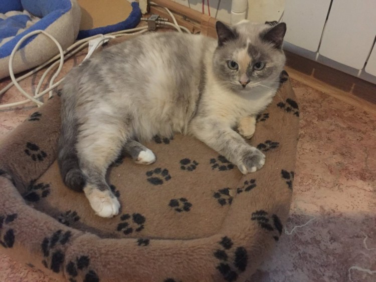 Котята породы тонкинез