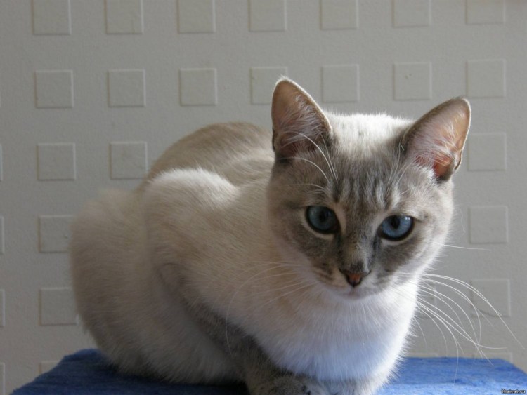 Смесь сиамской кошки