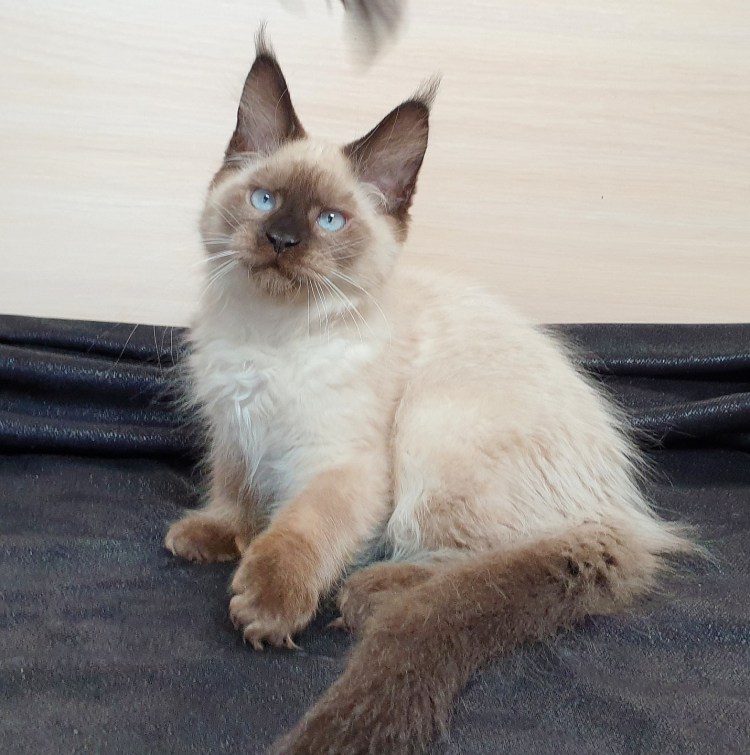 Сиамский котик Барсик