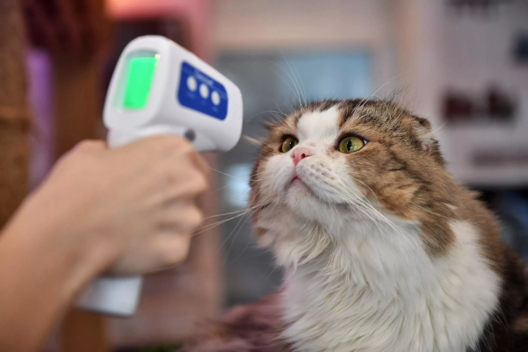 Котенок с градусником