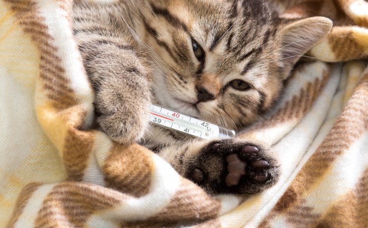 Выздоравливай кошечка