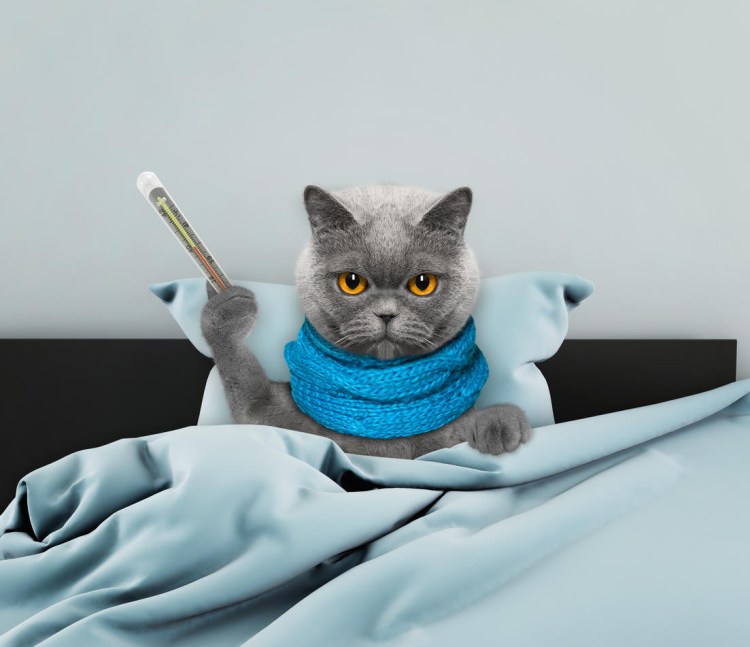 Больной кот с градусником