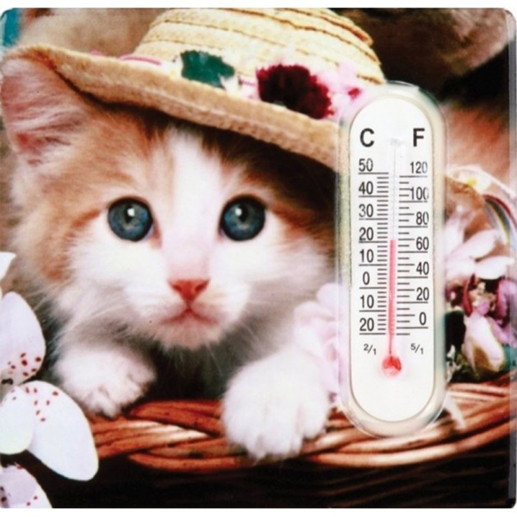 Больной котик