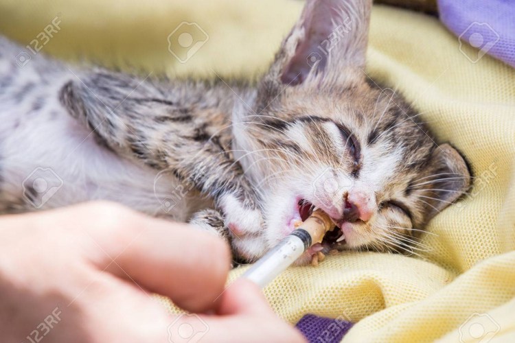 Градусник для котов