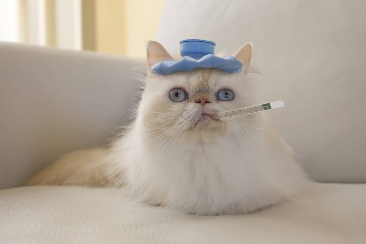 Кошка болеет