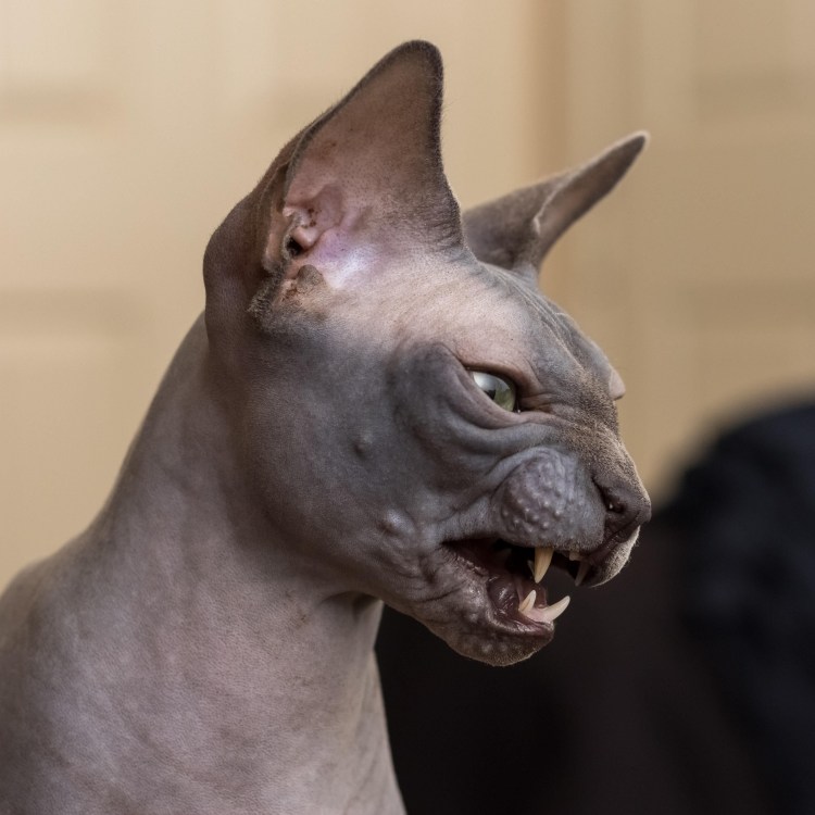 Кот Локки сфинкс