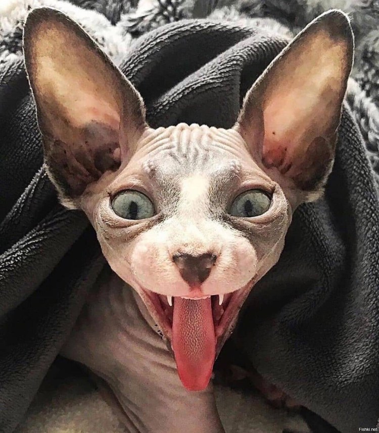 Сфинкс кошка исчадие ада