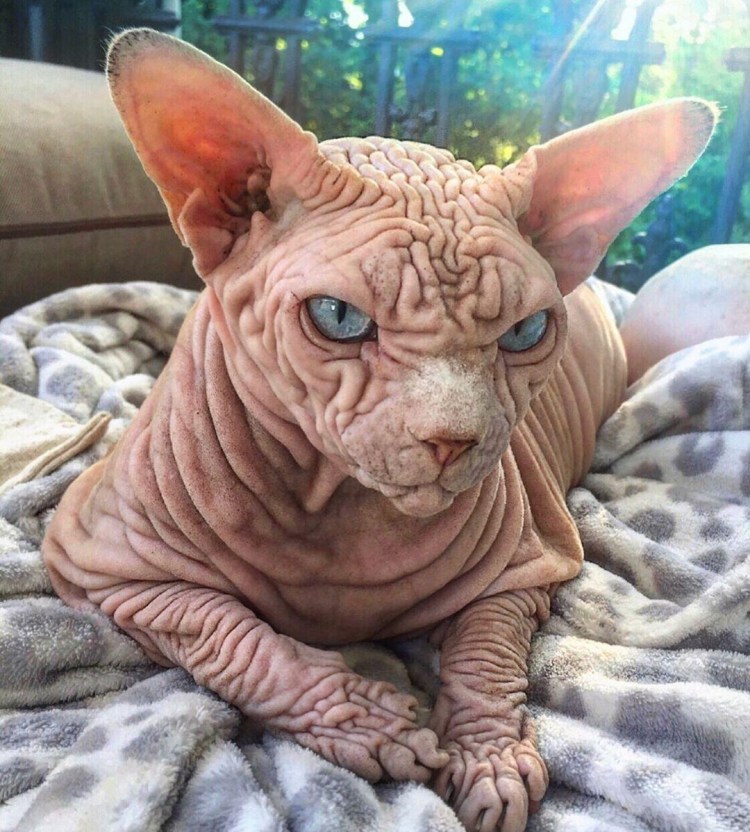 Jazzy сфинкс