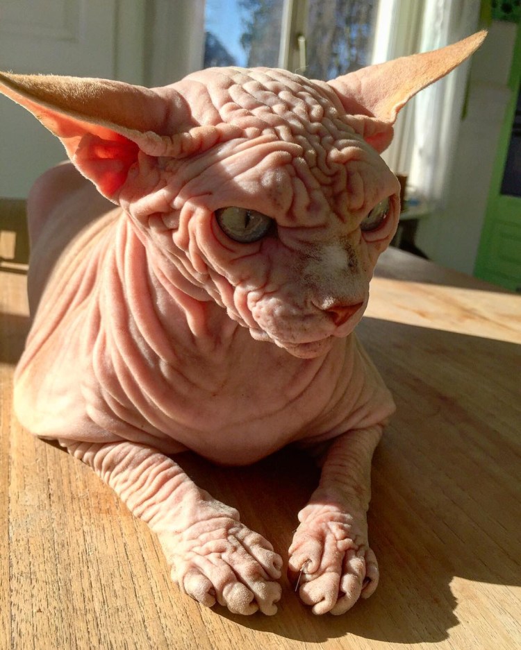 Кохона сфинкс