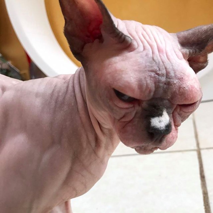 Смешные лысые коты