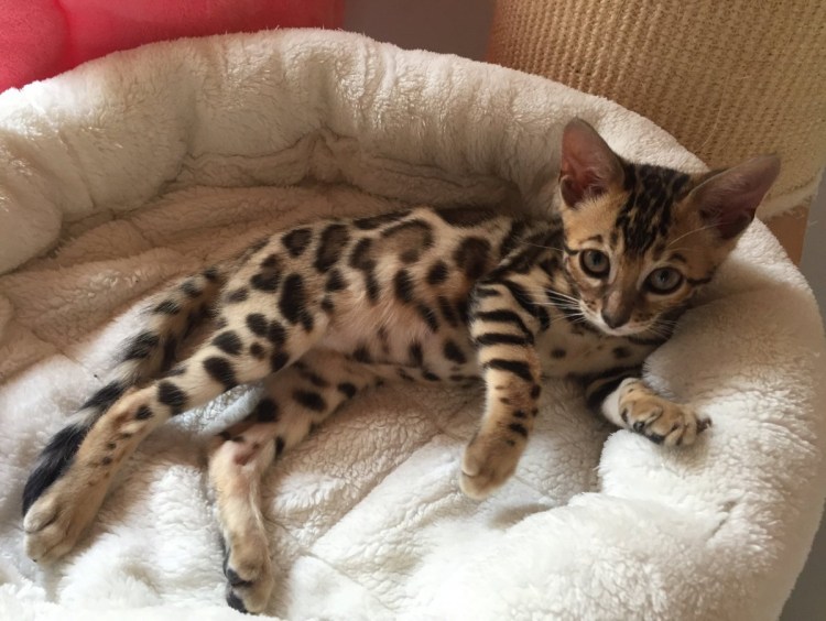 Скоттиш фолд бенгальский