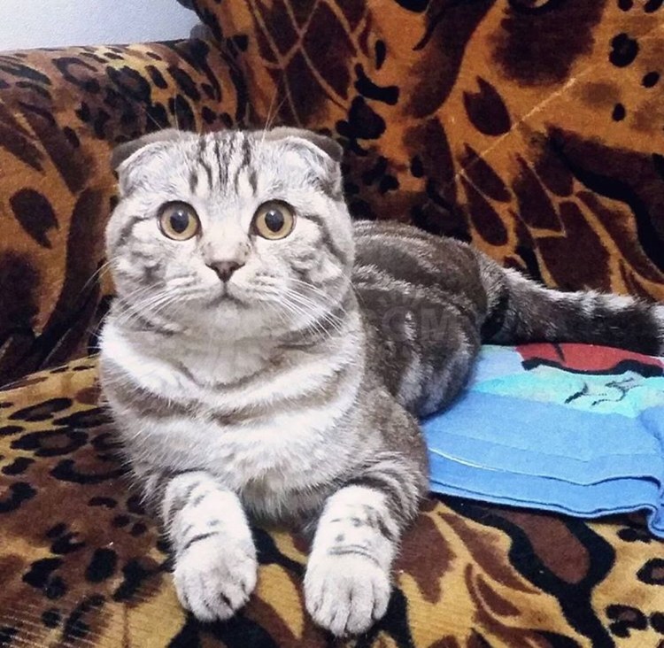 Бенгальский кот окрас снежный Марбл