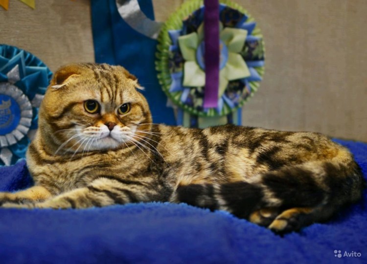 Шотландская Бенгальская кошка
