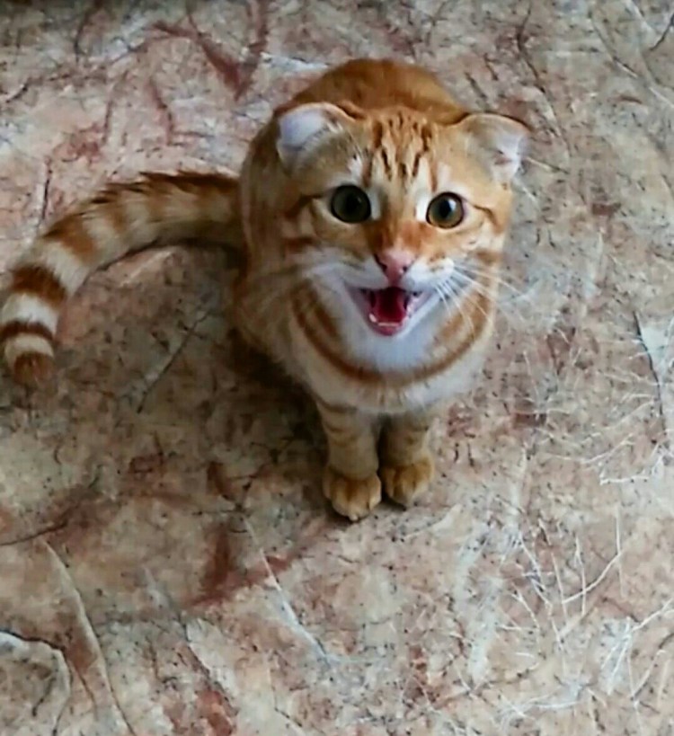Бенгальские котята четверо