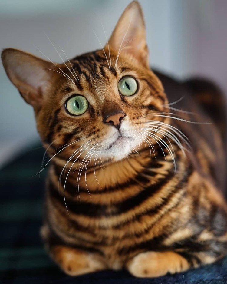 Бенгальская вислоухая кошка