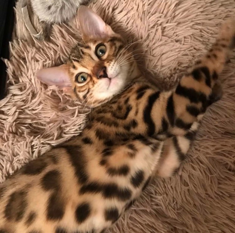 Бенгальская вислоухая кошка