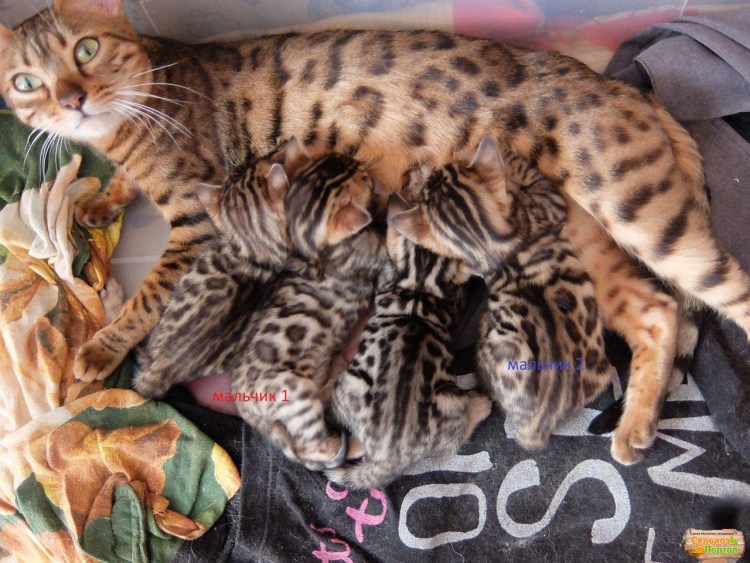 Бенгальская вислоухая кошка