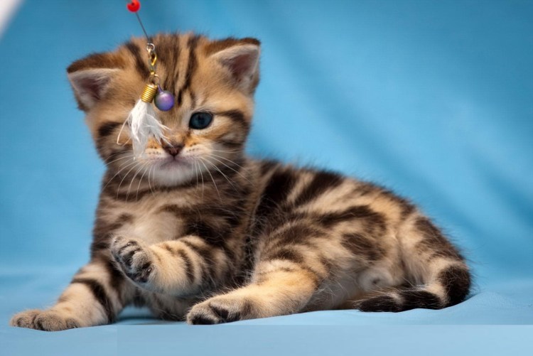 Котята скоттиш фолд мраморные