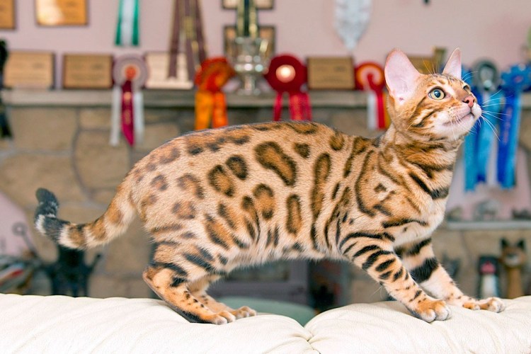 Шотландские вислоухие котята вискас