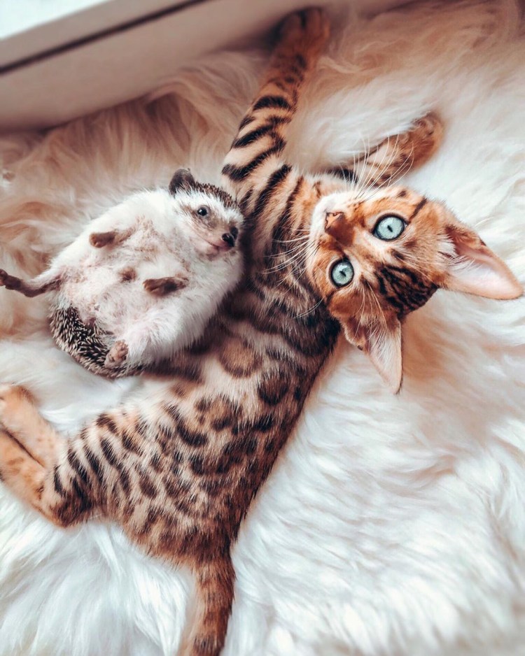 Бенгальская вислоухая кошка