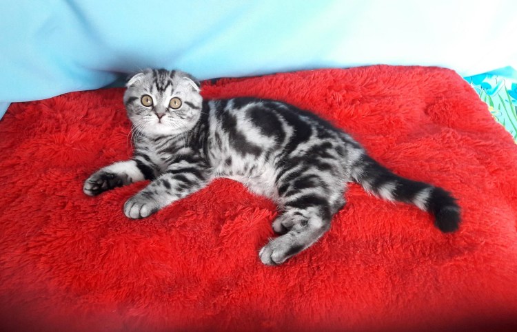Бенгальская кошка голубая