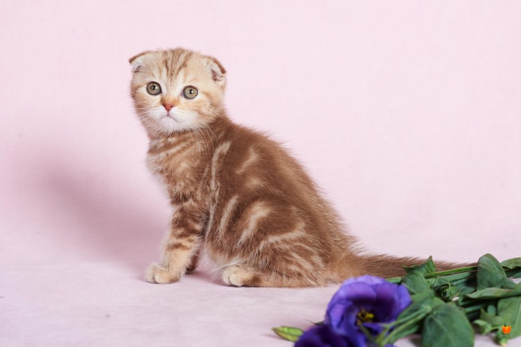 Бенгальский кот полосатый