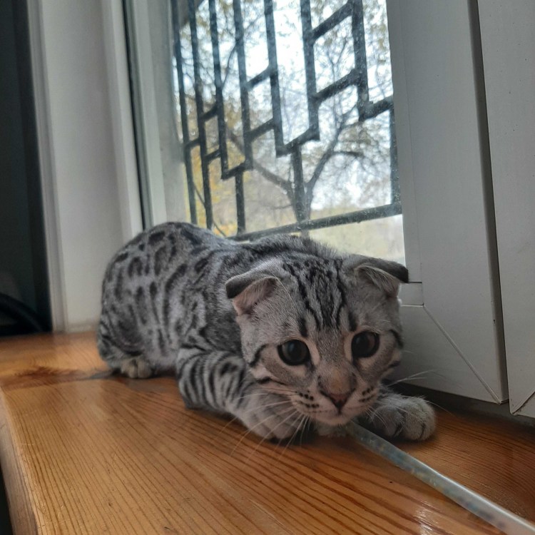 Скотишфолд котята