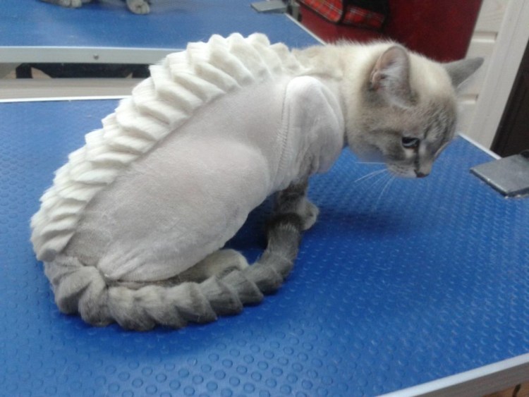 Креативная стрижка кошек