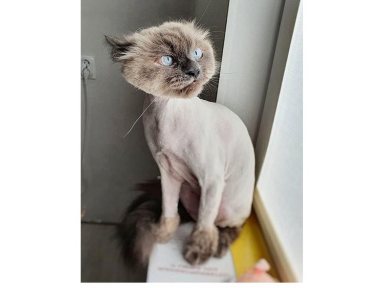 Креативная стрижка кошек