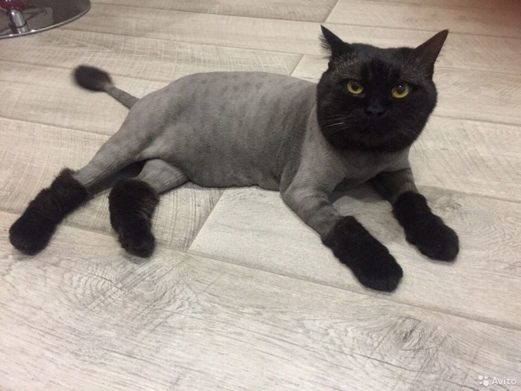 Необычные стрижки котов