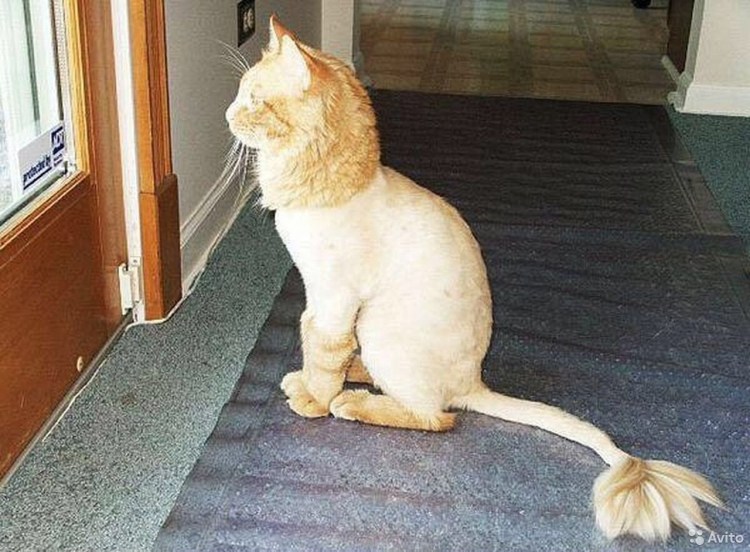 Стрижка котов