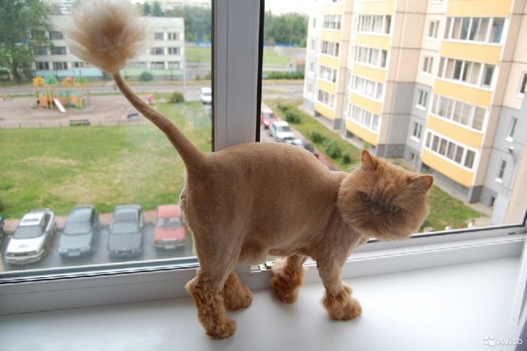 Стрижка кота под динозавра