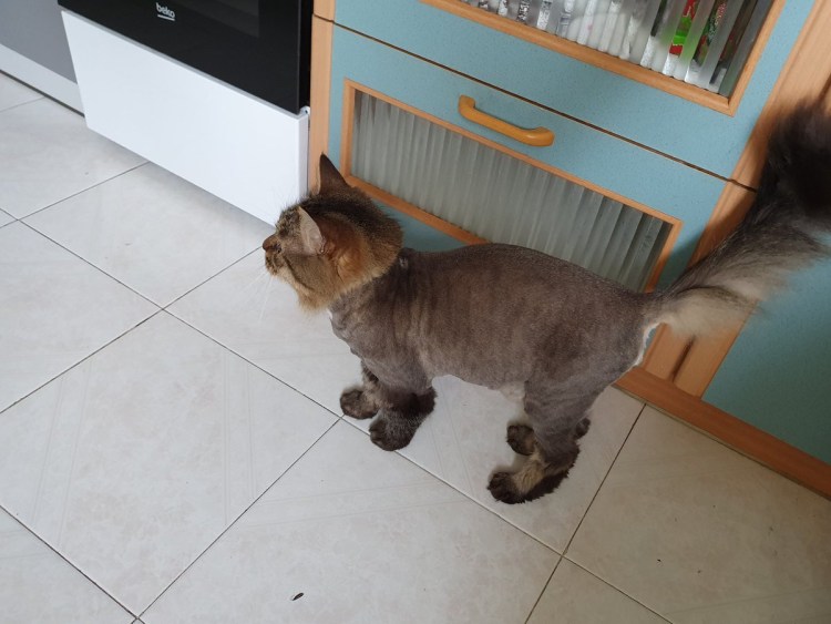 Модельная стрижка кота