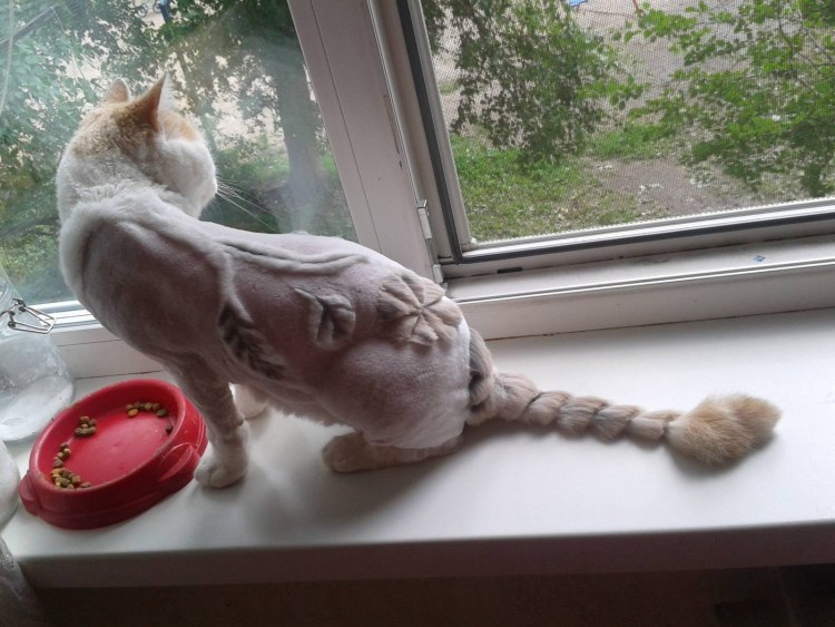 Стриженный кот