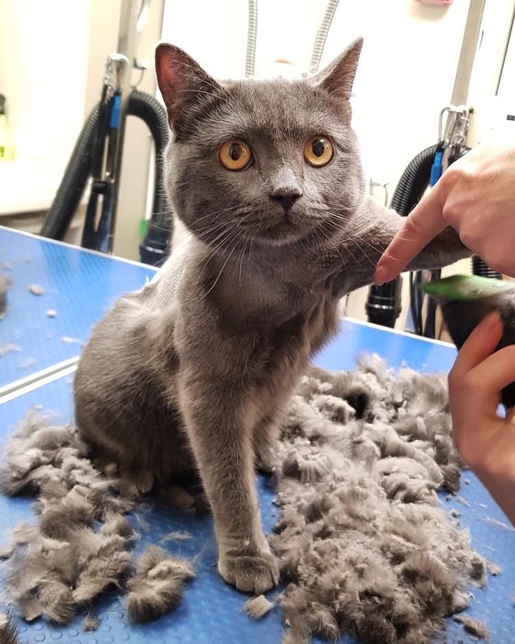 Персидские коты стрижки