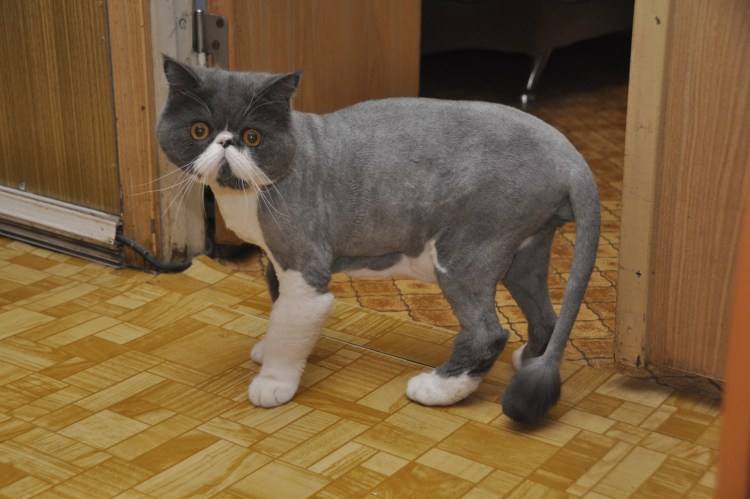 Стрижка шотландских котов