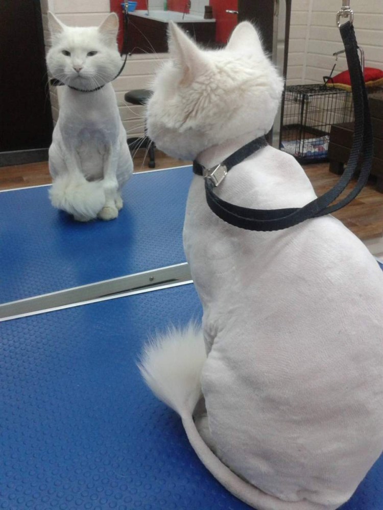Груминг кошек