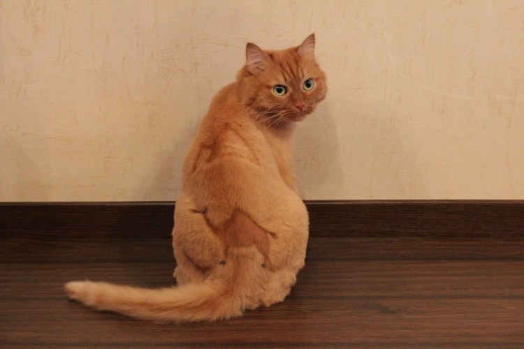 Стрижка котов