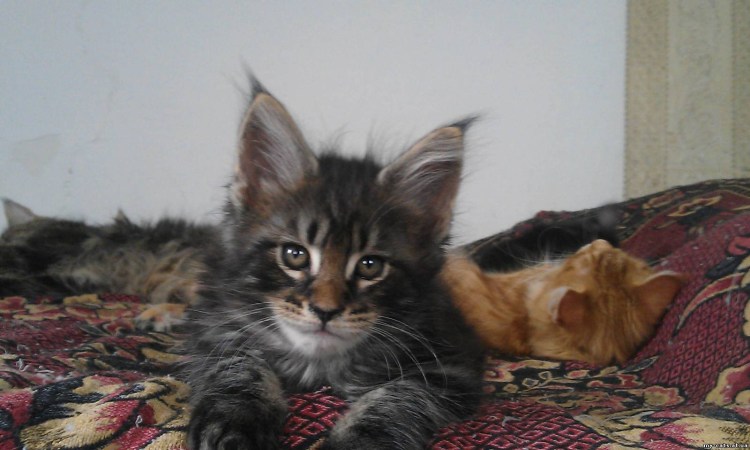Мэйкун гладкошерстный кошка