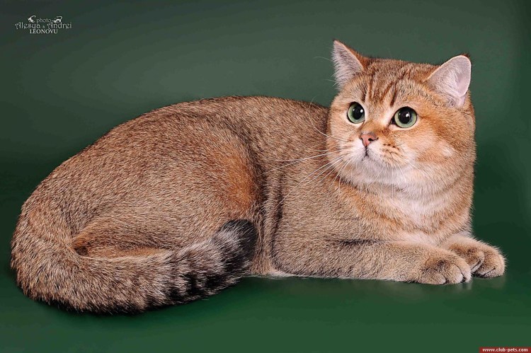 Шотландская золотистая шиншилла