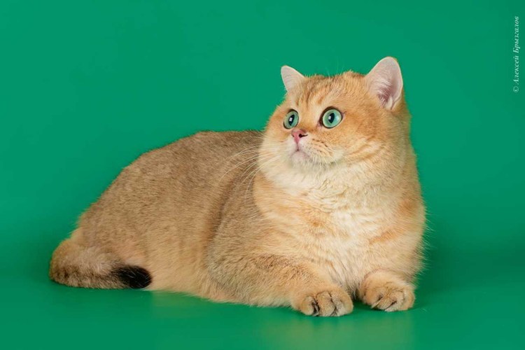 Британская кошка агути