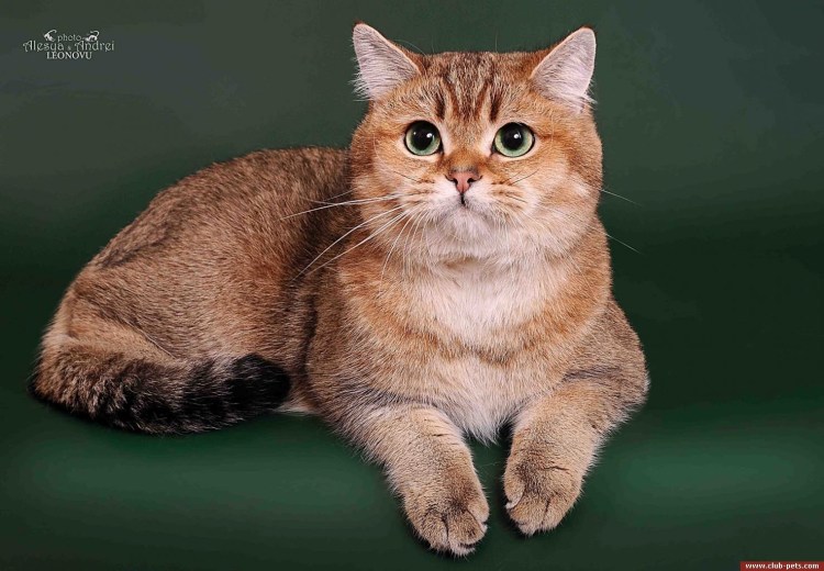 Тикированный кот британец