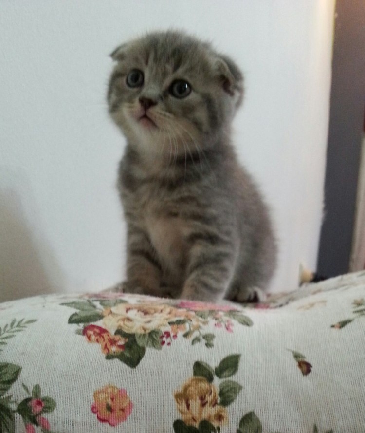 Кошки маленькие вислоухие