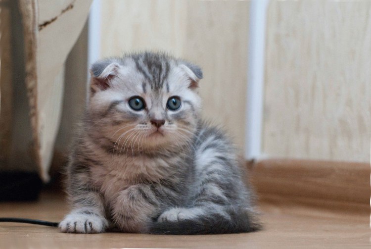 Скоттиш фолд котята