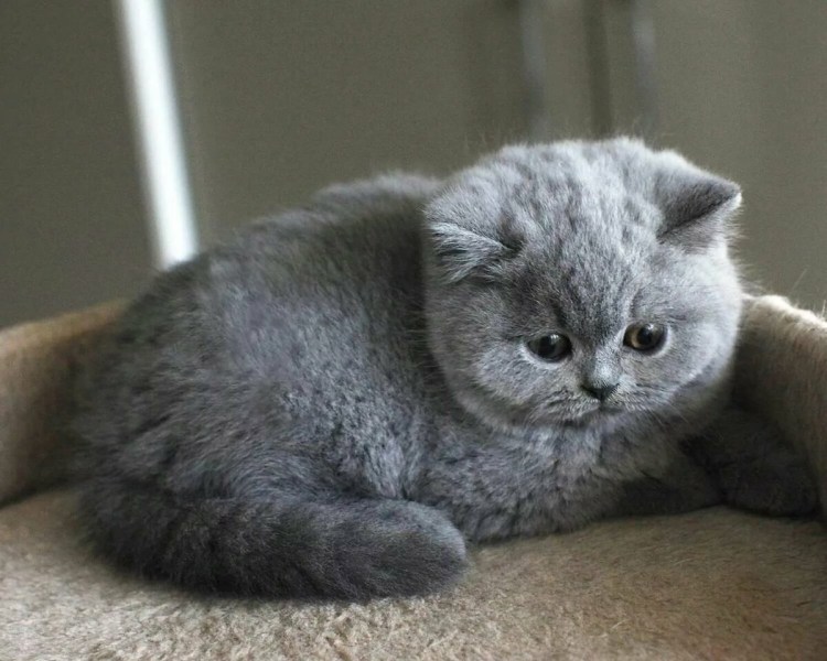 Скоттиш фолд британец вислоухий