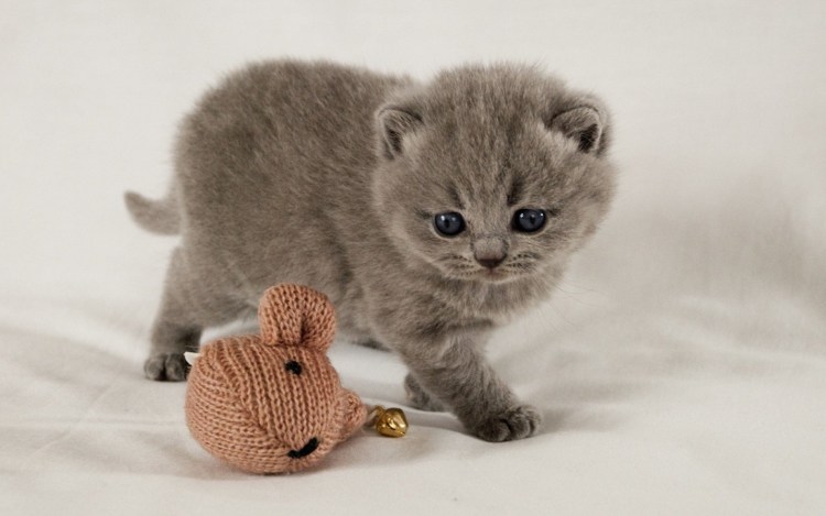 Шотландская вислоухая кошка