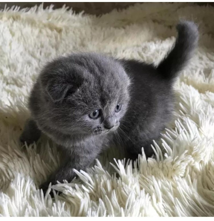 Вислоухий кот британец маленький