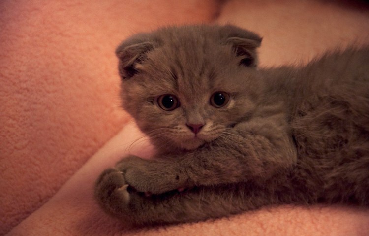 Шотландская вислоухая кошка котенок