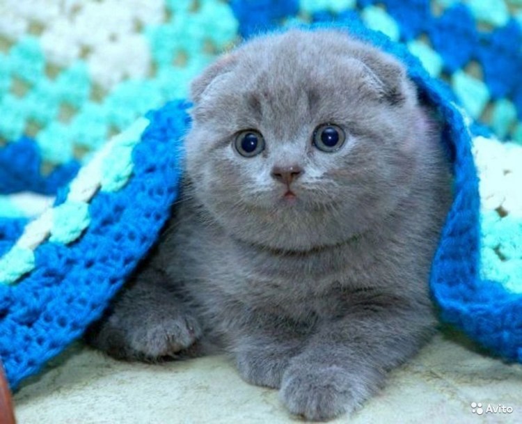Кот вислоухий шотландец маленький
