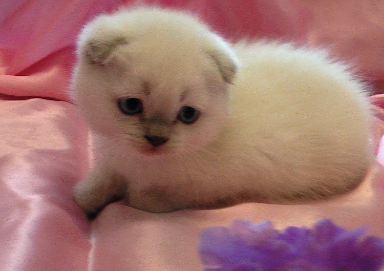 Самая маленькая кошка в мире